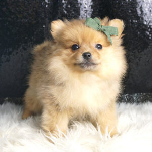 Butterscotch - Pomeranian