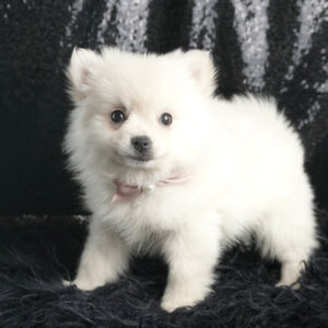 Vivien - Pomeranian