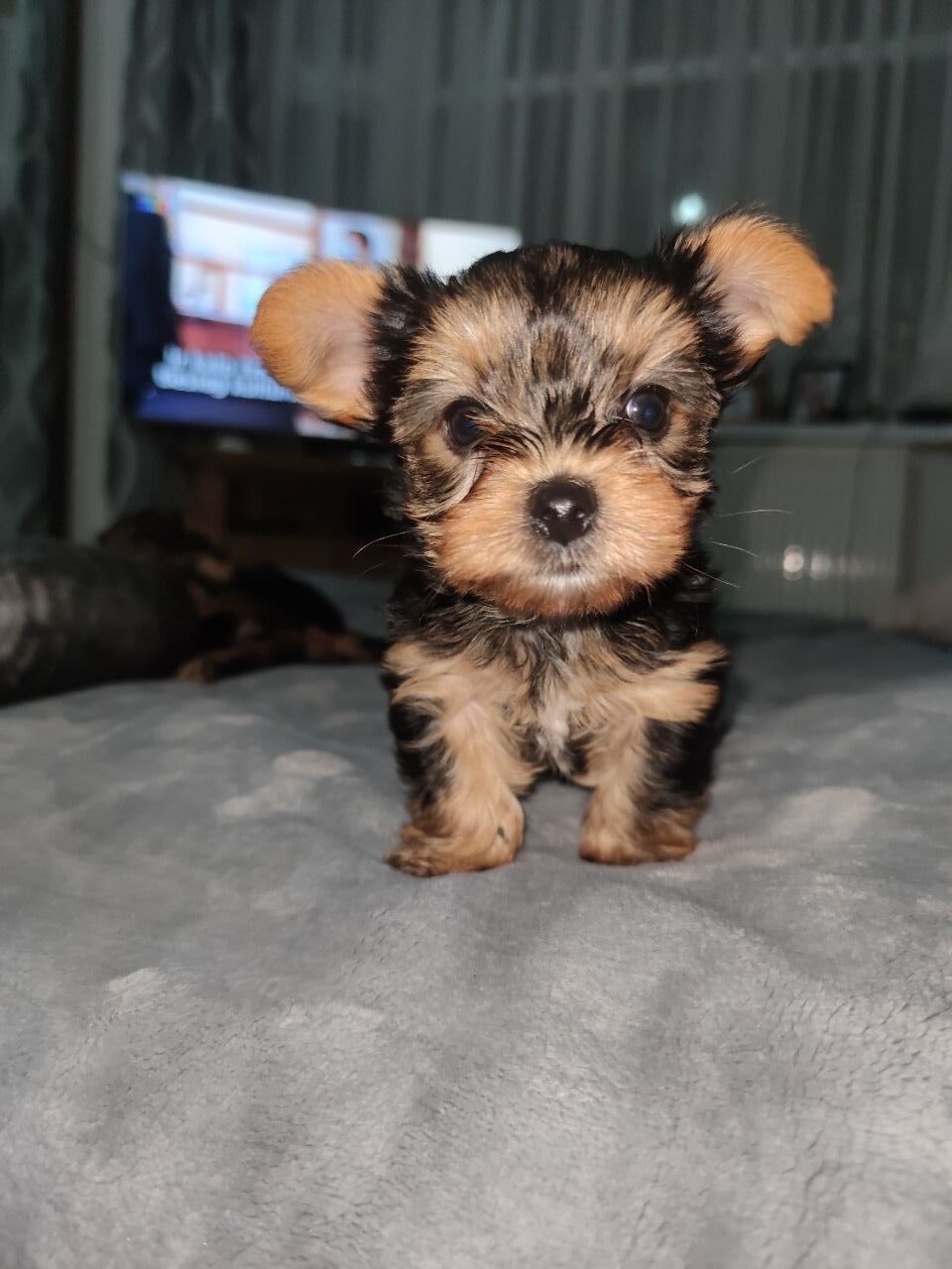 Ella – Yorkshire Terrier