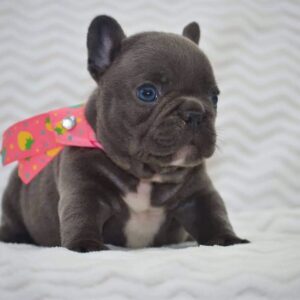 Ares - French Bulldog