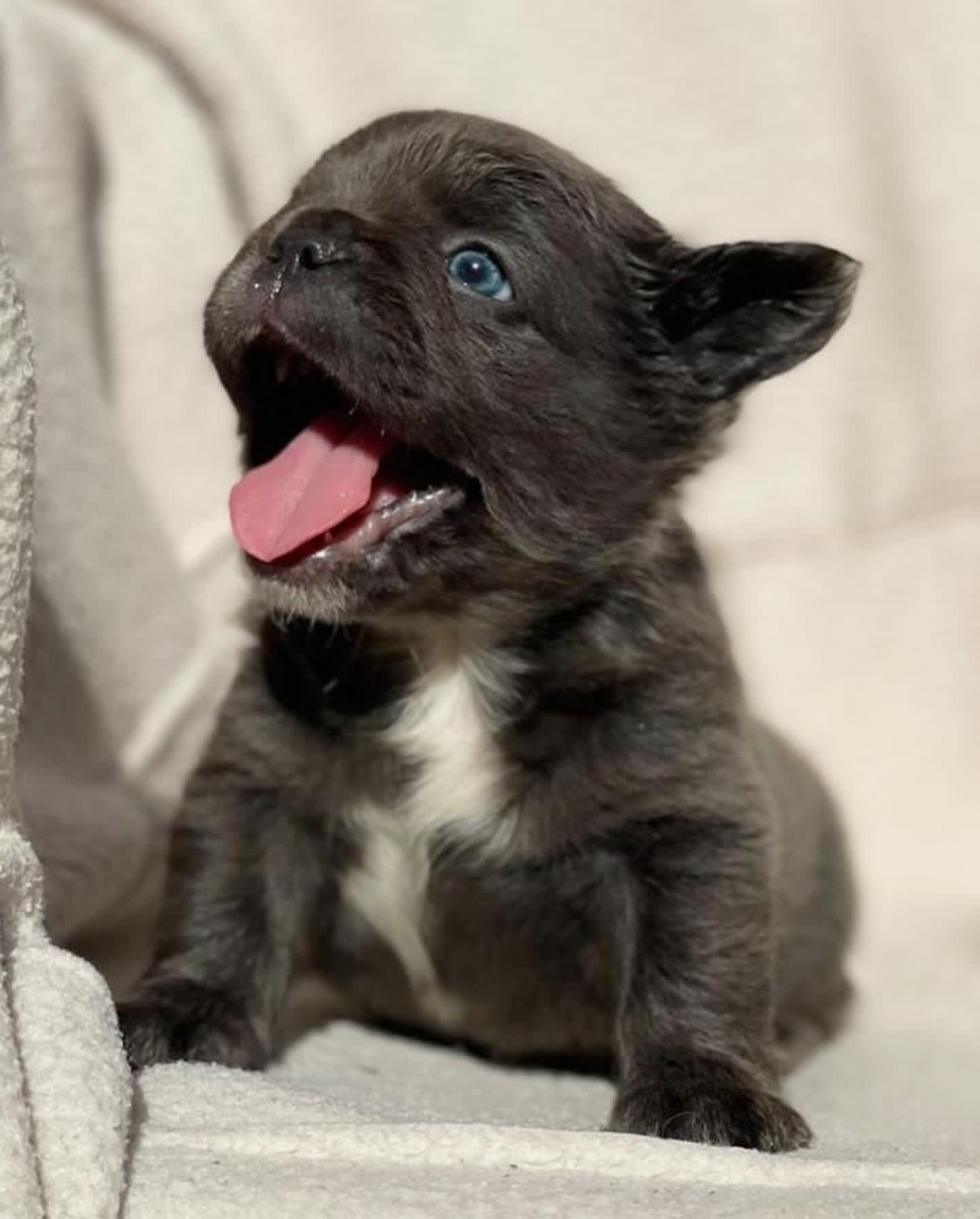 Kid – French Bulldog