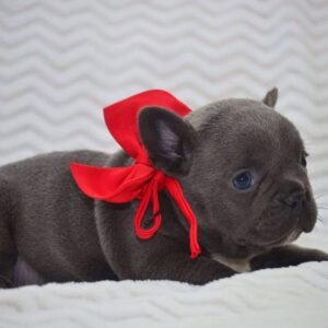 Aimee – French Bulldog