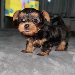 Elizabeth – Yorkshire Terrier