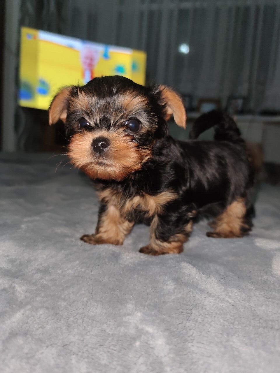 Elizabeth – Yorkshire Terrier