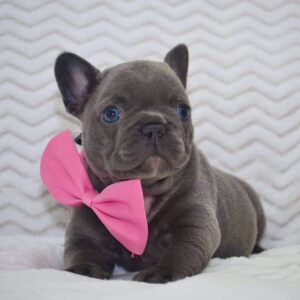 Annie – French Bulldog
