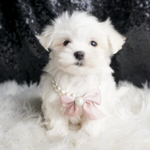 Rocky - Maltese