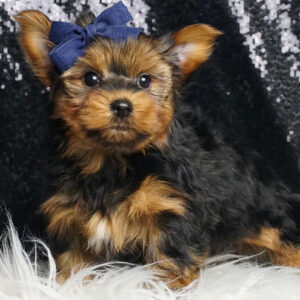 Apollo - Yorkshire Terrier