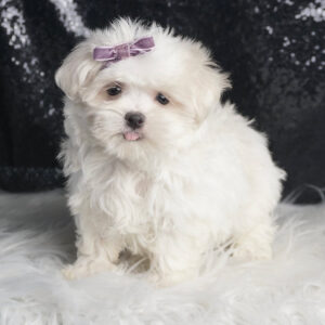 Bella - Maltese