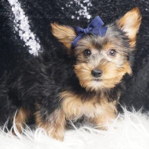Fabian - Yorkshire Terrier
