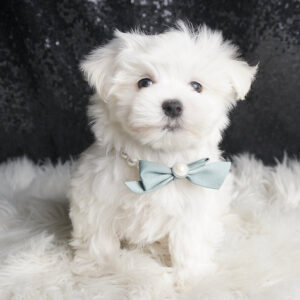 Leo - Maltese