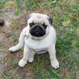 Lofyn - Pug