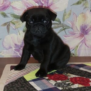 Mauritius - Pug