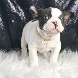 Moo Moo - French Bulldog