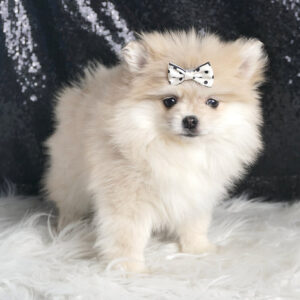 Snow White - Pomeranian
