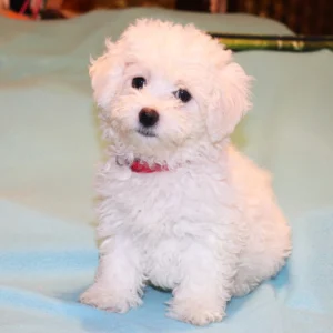 Sweetheart - Bolognese