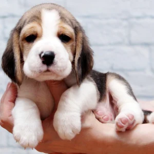 TrailBlazer - Beagle