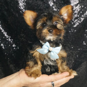 Vincent - Yorkshire Terrier
