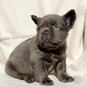 Hilton - French Bulldog