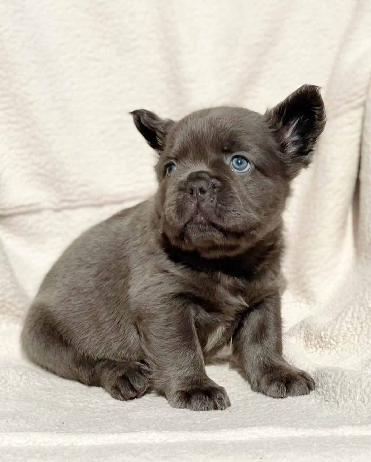Hilton - French Bulldog