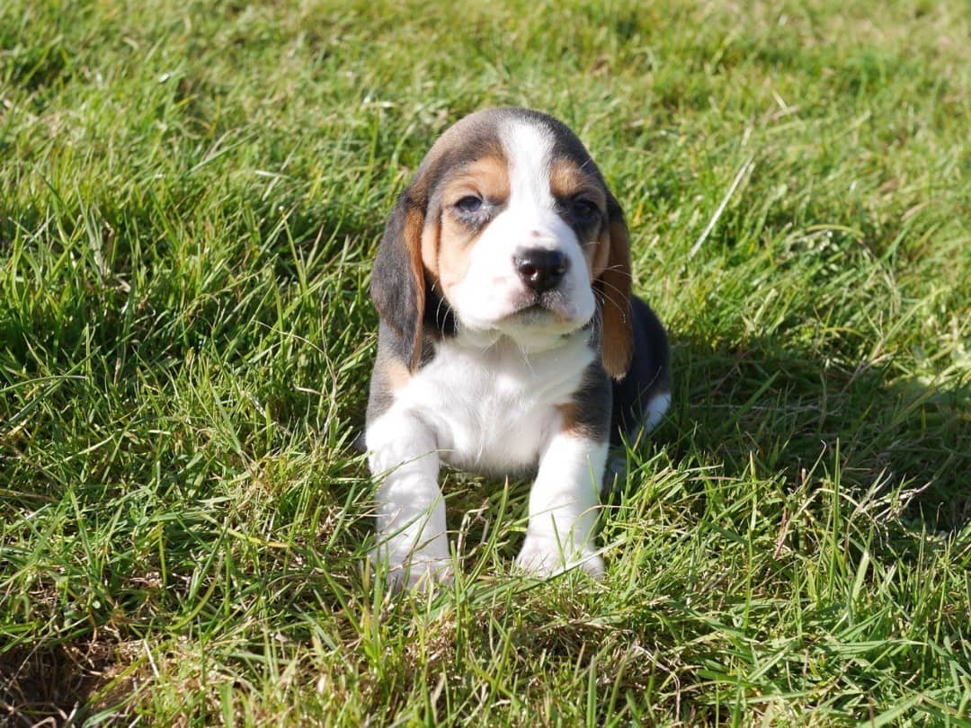 Isaac - Beagle
