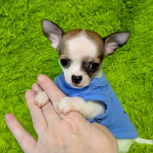 Rito - Chihuahua