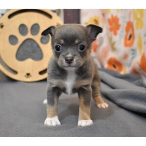 Lavender - Chihuahua