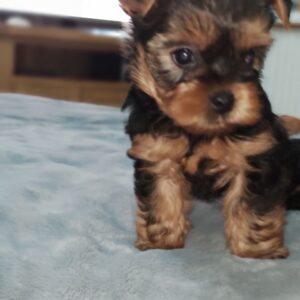 Huddersfield Ben – Yorkshire Terrier