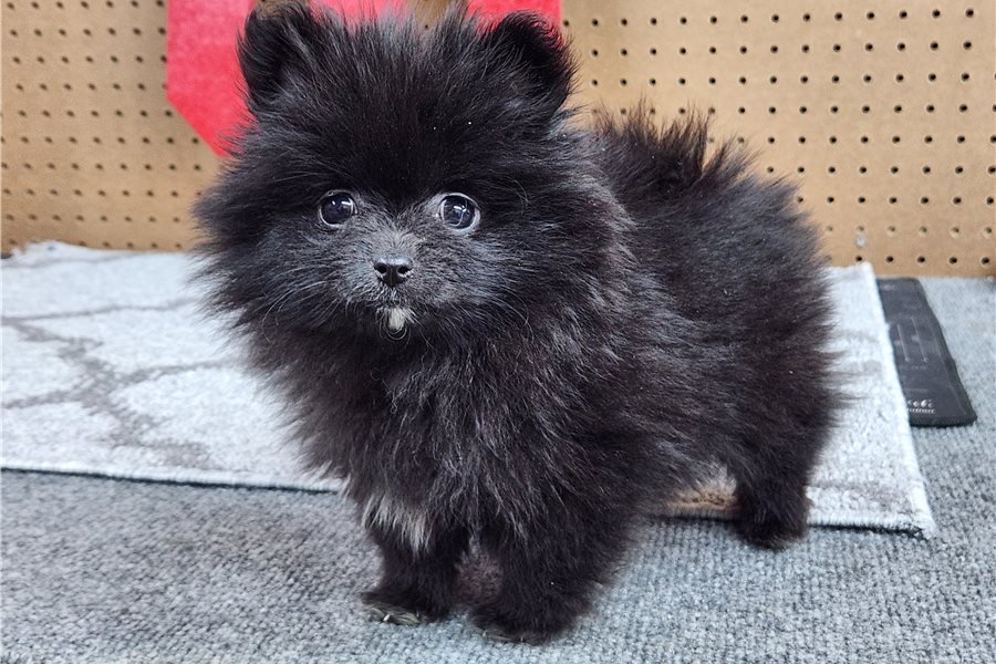 Nora - Pomeranian - Image 5