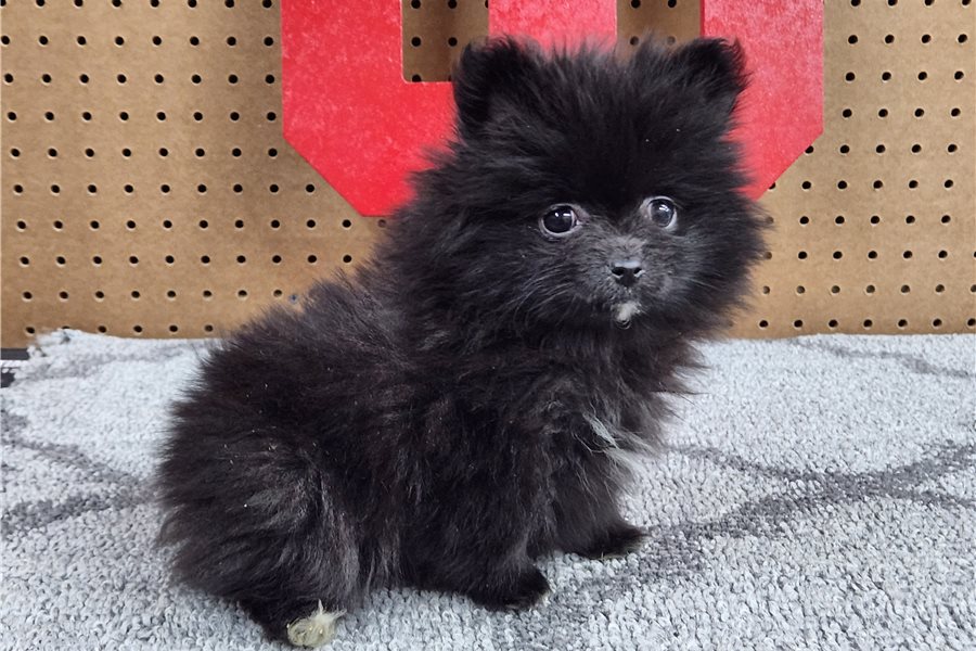 Nora - Pomeranian - Image 4