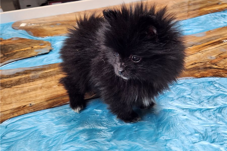 Nora - Pomeranian - Image 2