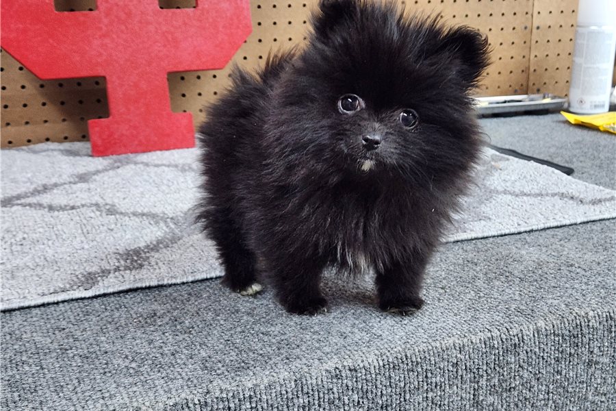 Nora - Pomeranian - Image 3