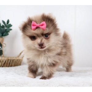 Gabriella - Pomeranian