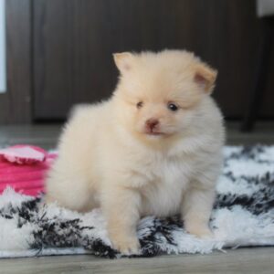Heidi - Pomeranian